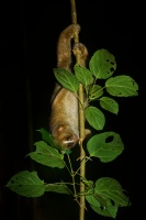 Outlon bornejsky - Nycticebus menagensis - Philippine Bornean Slow Loris o6352